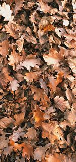 High angle view of maple leaves