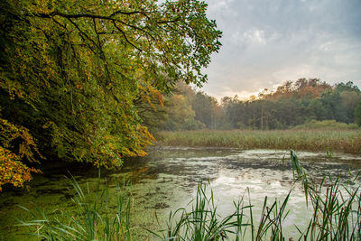 Scenic view of lake in forest against sky