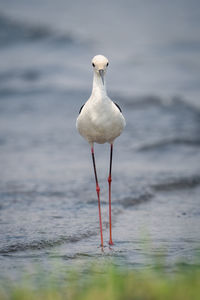 Close-up of seagull perching on water