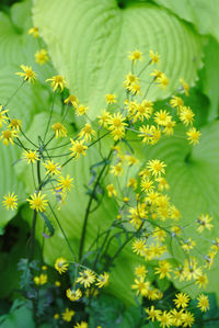 Close-up of yellow flowering plants on field