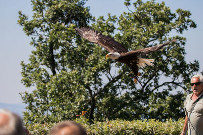 Man looking at bald eagle flying in mid-air