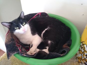 Close-up of cat sleeping on floor