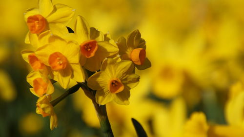 Close-up of yellow flowers blooming outdoors