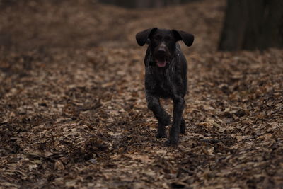 Black dog standing on field