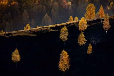 Autumn leaves hanging on rock by lake