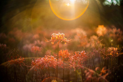 Flowering plants on field against sky during sunset