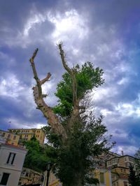 Low angle view of tree in town against sky