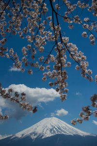 Low angle view of flower tree against sky