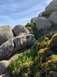 Rocks by plants on rock formation against sky