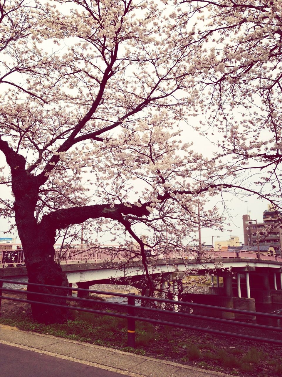 tree, branch, bare tree, built structure, building exterior, architecture, flower, park - man made space, city, tree trunk, sky, nature, park, cherry blossom, growth, day, cherry tree, outdoors, railing, bench