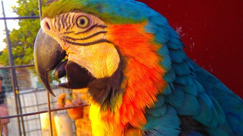 Close-up of parrot in cage