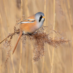 Close-up of bearded reedling perching on reeds