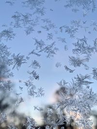 Low angle view of frozen plants against sky