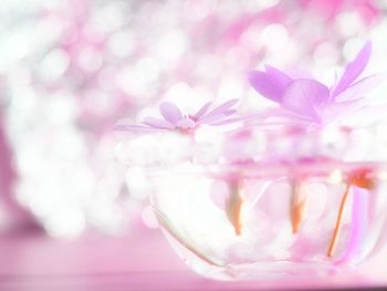 Close-up of pink flowering plant