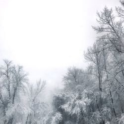 Bare trees against clear sky during winter
