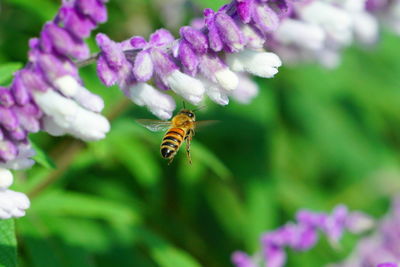 Close-up of bee pollinating on purple flower