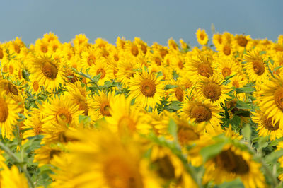 Close-up of yellow flowering plant on field