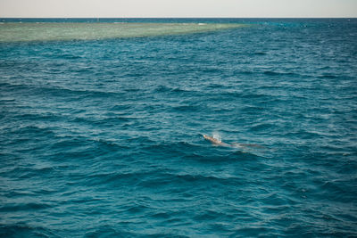 View of fish swimming in sea