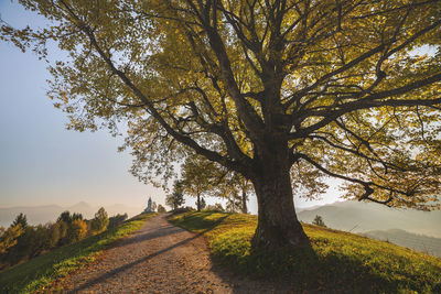 Tree by road against sky