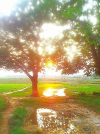 Sun shining through trees