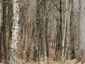 Pine trees in forest