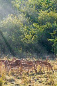 View of deer on field