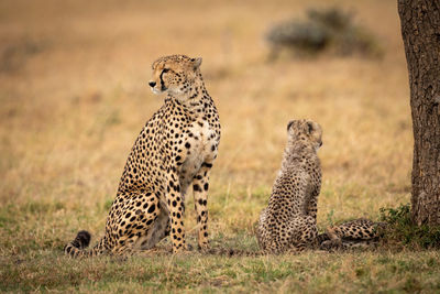 Cheetahs sitting on grassy field in forest