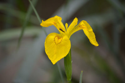 Close-up of yellow flowering plant