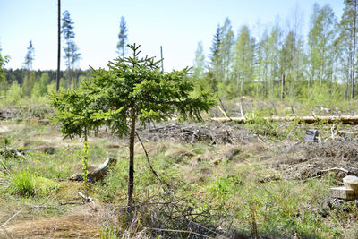 Trees on field against sky