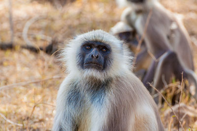 Close-up of monkey on field