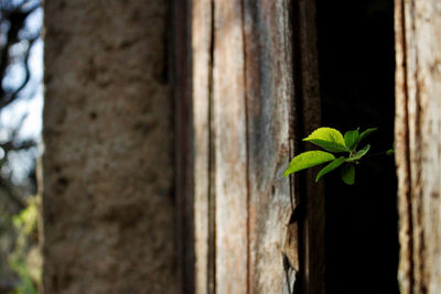 Close-up of plant growing on tree trunk