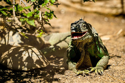 Close-up of lizard
