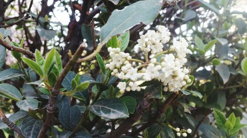 Close-up of white flowering plant