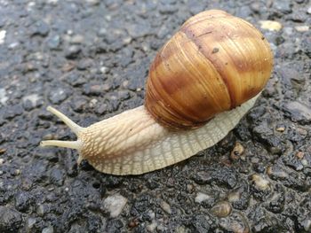 Close-up of snail