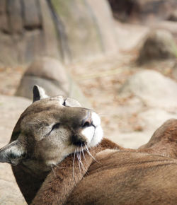 Close up of a mountain lion puma concolor resting