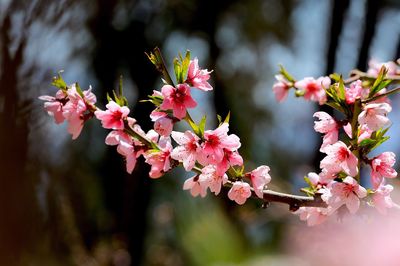 Close-up of cherry blossoms