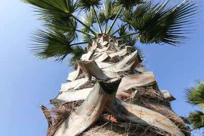 Low angle view of palm tree against clear sky