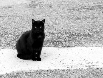 Portrait of black cat sitting on sidewalk in city