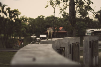 View of a bird on bench