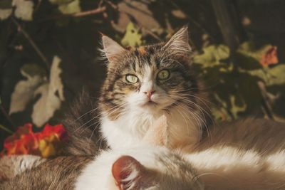 Close-up portrait of a cat