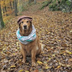 Portrait of dog on field