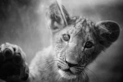 Close-up portrait of a lion cub