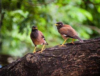 Close-up of birds perching on rock