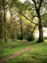 Trees growing on landscape