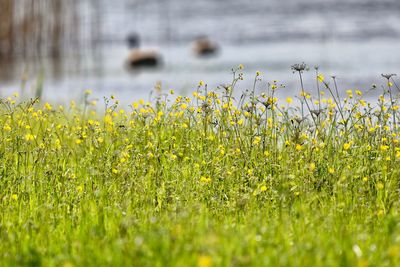 Yellow flowering plants on field