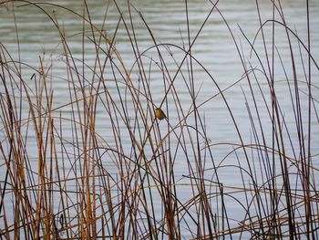 Bird perching on dry plants