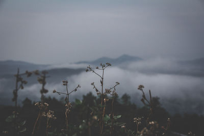 Plants growing on land against sky