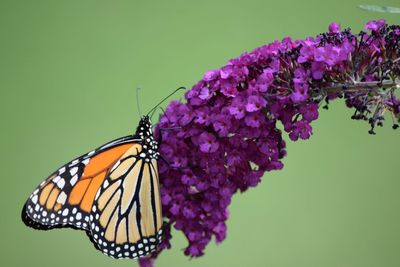 Close-up of butterfly pollinating on purple flower