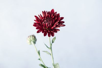 Close-up of red flower against white background