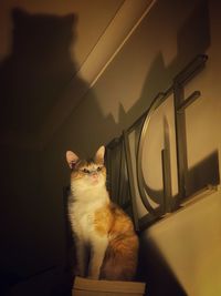 Portrait of cat sitting on wall at home